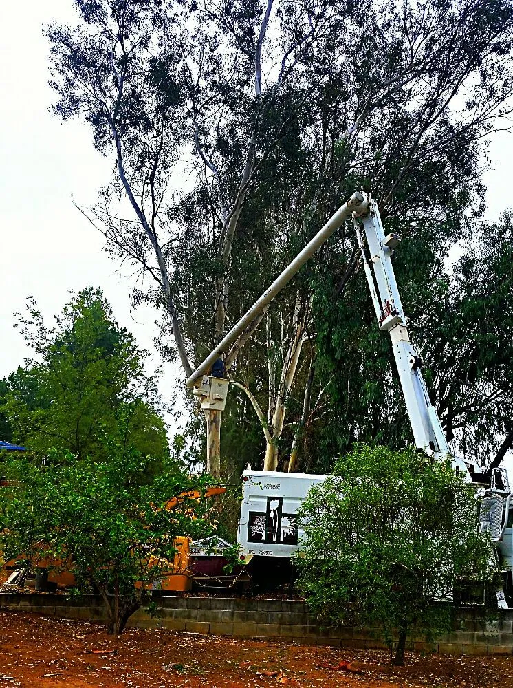 Boom truck lifting a climber into a tall eucalyptus