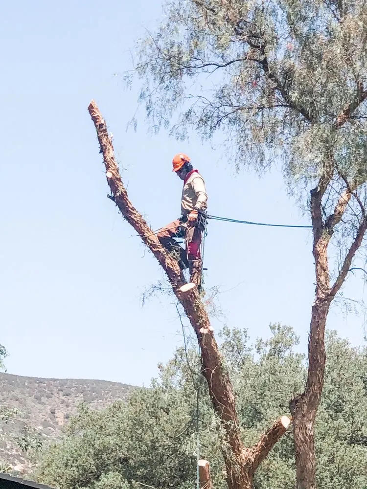 Tree Keeper climber roped in at the top of a tall tree with the Ramona hills behind