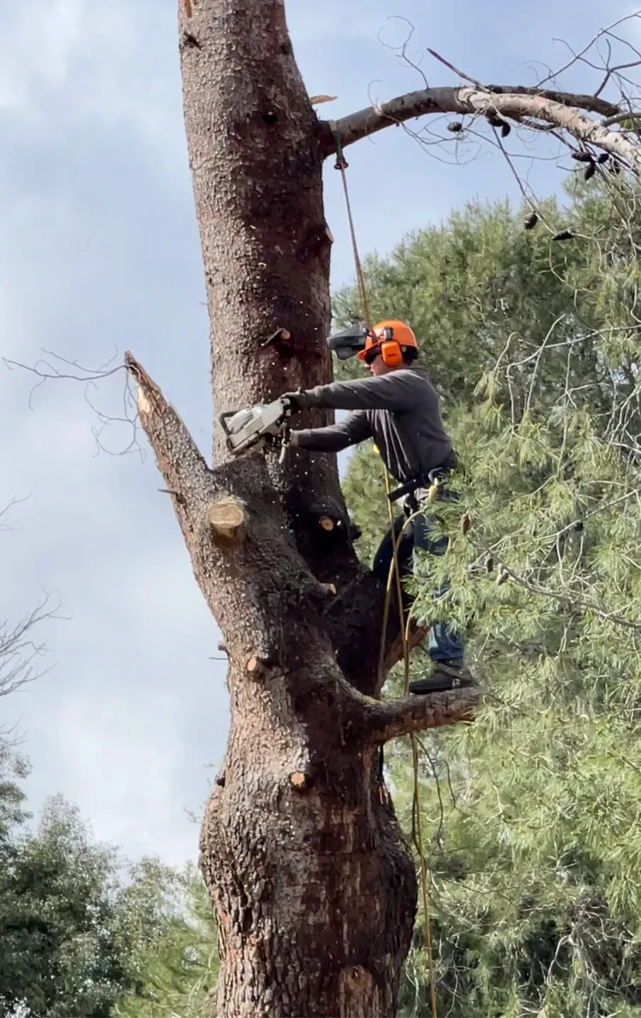 Climber sectioning a tall pine trunk
