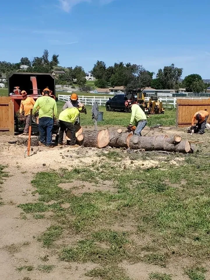 Tree Keeper crew cutting a removed tree into rounds
