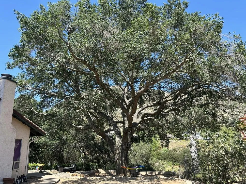 Large oak freshly trimmed beside a Ramona home