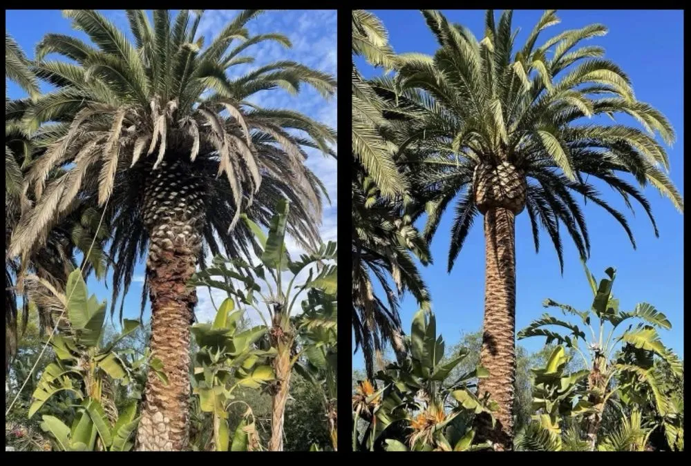 Canary Island palm before and after trimming