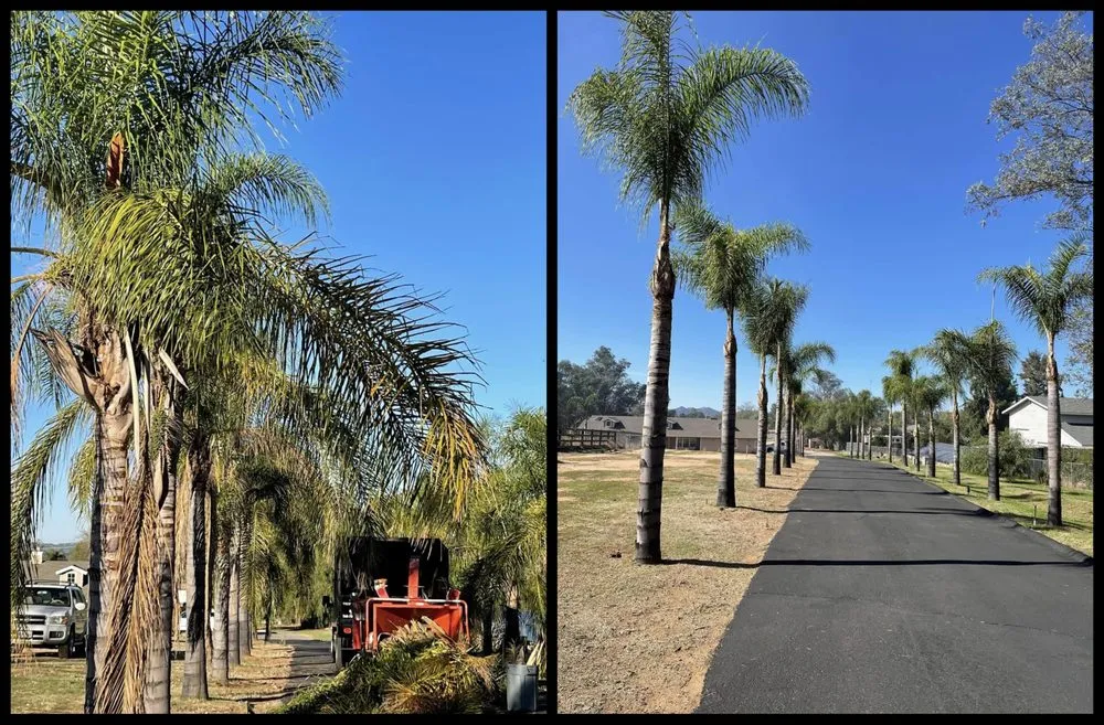 Row of freshly trimmed palms along a private drive
