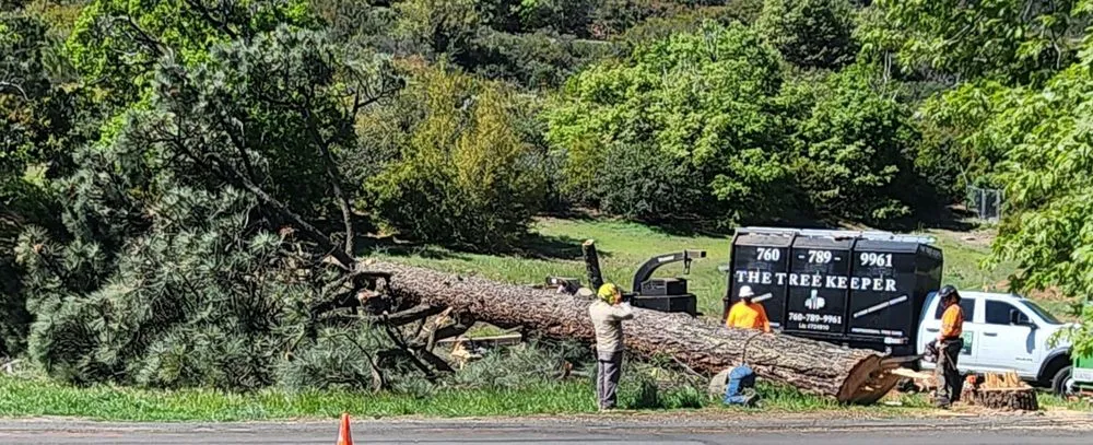 Crew cutting up a large fallen pine beside the Tree Keeper truck